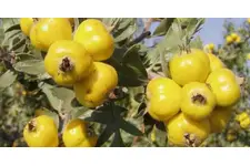 Alıç Ekstraktı Kullanımı ve Faydaları Nelerdir?