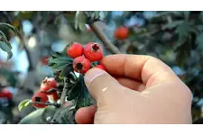 Alıç Hapı Kullanımı ve Faydaları Nelerdir?