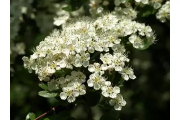 Alıç Çiçeği Kullanımı ve Faydaları Nelerdir?