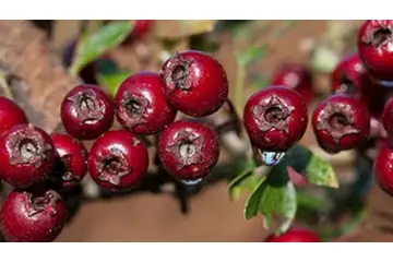 Alıç Sirkesi Kullanımı ve Faydaları Nelerdir?